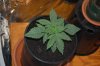 robosasquatch-albums-day-15-picture73982-day15-plant-2.jpg