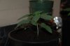 robosasquatch-albums-day-15-picture73981-day15-plant-1.jpg
