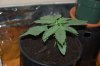 robosasquatch-albums-day-15-picture73980-day15-plant-1.jpg