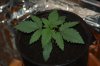robosasquatch-albums-day-15-picture73983-day15-plant-1.jpg