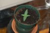 robosasquatch-albums-day-15-picture73984-day15-plant-3-one-germinated.jpg