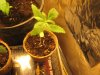 bud 047.jpg