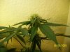 PK4weeks-next top.jpg