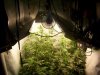 grow 1.jpg