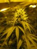 Flower_Day_27_001.jpg