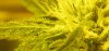 Flower_Day_27_002.jpg