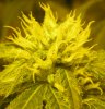 Flower_Day_27_003.jpg