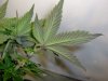 plants 004.jpg
