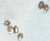 seeds 1-3.JPG