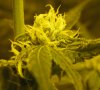 Day_29_Flower_001.jpg