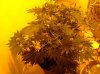 budz.JPG