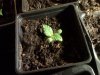 BabyPlant1.jpg