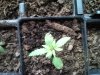 MaturePlant1.jpg