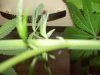 plant.jpg