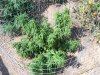 skunk#1.jpg