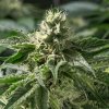 Day 32 Lambs Bread Bud Five 26 Sept.jpg