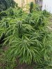 2022_NL2_PurpleHaze.jpg
