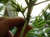 plant 1 012.jpg