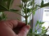 plant 1 010.jpg