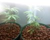 bagseed.jpg