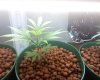 white skunk2.jpg