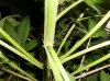 plant 3 003.jpg