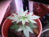 super skunk 3 weeks.jpg