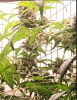 One of my prettiest colas.PNG