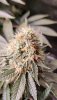 buds3.jpg buds3.jpg