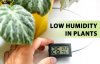 How_to_identify_and_fix_low_humidity_issue_in_plants.jpg How_to_identify_and_fix_low_humidity_issue_in_plants.jpg