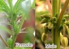 Male-vs-female-cannabis-plants.jpg