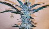 haole Moonshine number 13 day 69-8.jpg
