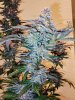 haole moonshine #18 harvest week 9-11.jpg