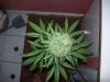 100_1478.jpg