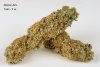 Amnesia Auto buds 28 Oct.jpg Amnesia Auto buds 28 Oct.jpg