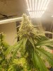 bud 3.jpg