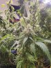 bud 5.jpg