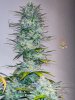 haole moonshine #9 at harvest-6.jpg