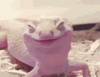 BB158C4B-FD76-4A65-B9F6-BC476D41CCEF.gif