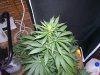 100_2382.jpg