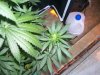 100_2383.jpg