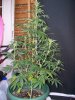 100_2385.jpg