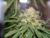 Hindu Skunk Harvest Aug 12 2009 039.jpg