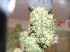 Hindu Skunk Harvest Aug 12 2009 086.jpg