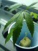 2009-07-02 20.39.56.jpg