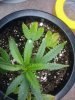 2009-07-13 13.25.14.jpg