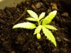 slow grow update #1 042.jpg