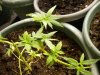 slow grow update #1 043.jpg