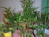 DSC01506.JPG
