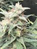 IMG_0246 (1).jpeg